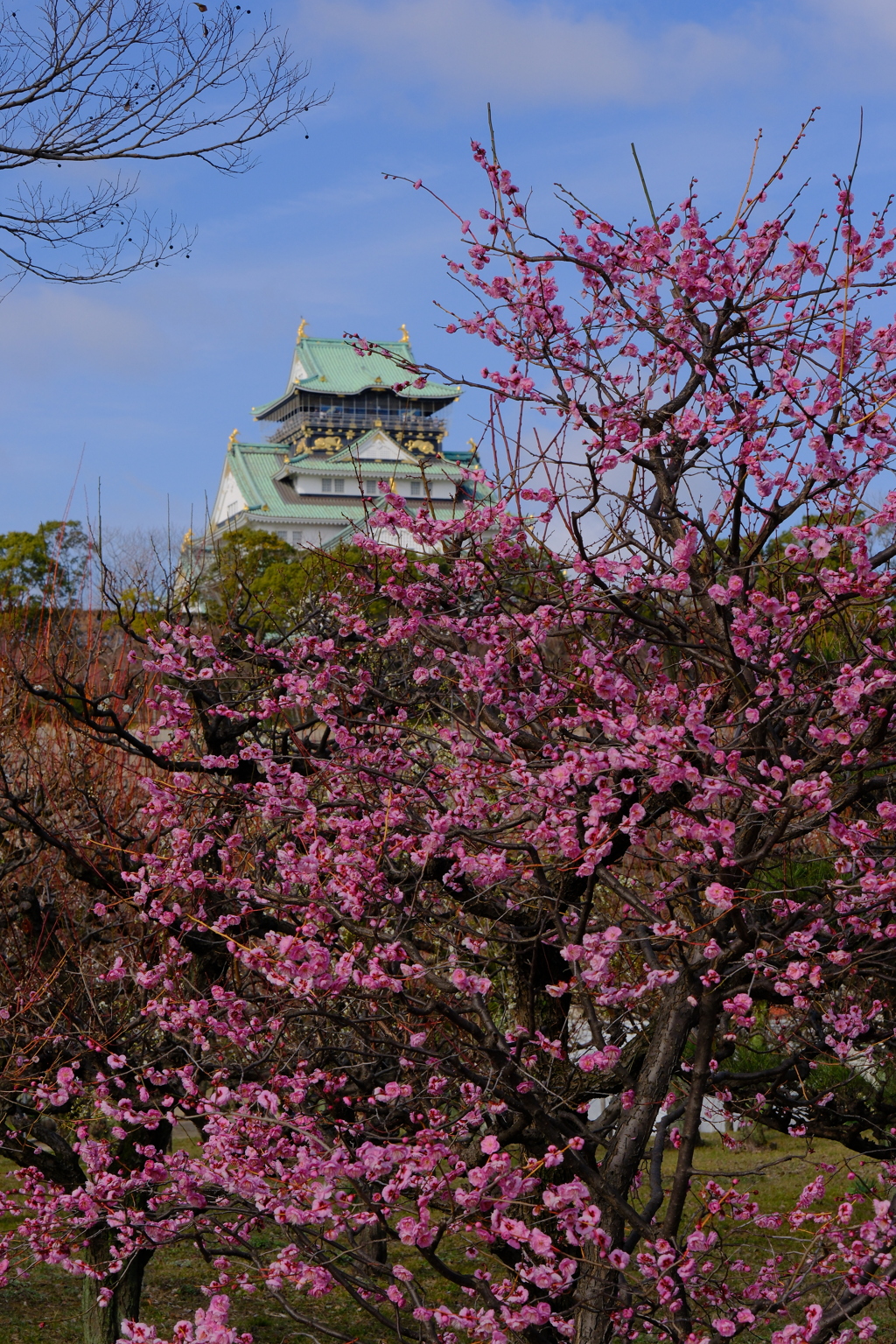 大阪城と梅