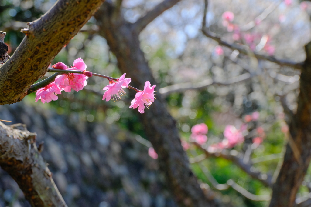 中山寺の梅園