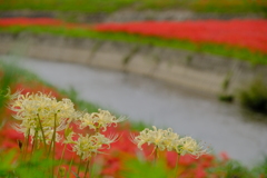 矢勝川堤の彼岸花