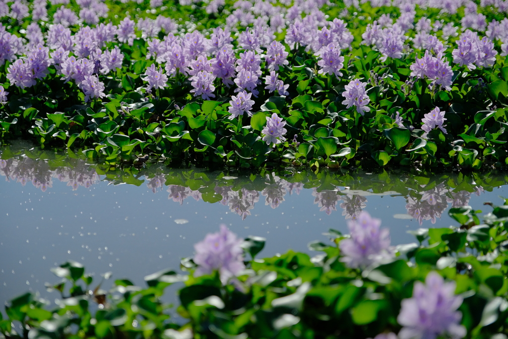 本薬師寺跡ホテイアオイ