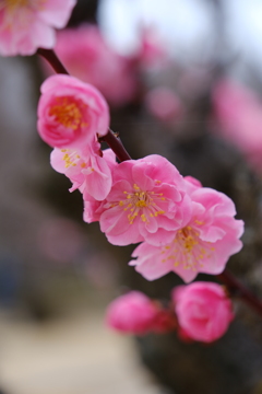 大和郡山城跡の梅
