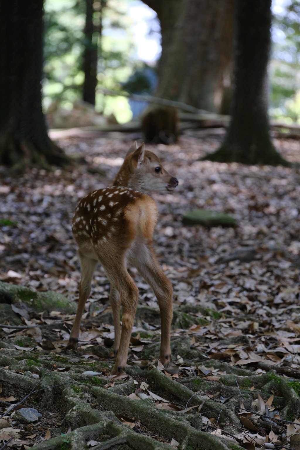 奈良公園の子鹿