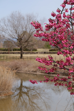 馬見丘陵公園の寒緋桜