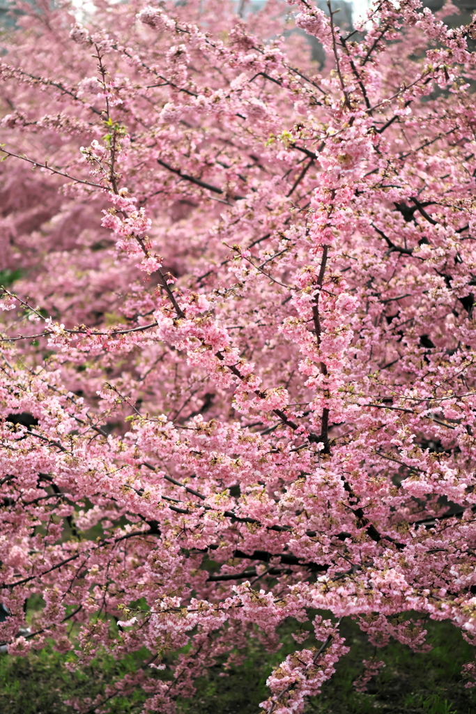 満開の河津桜