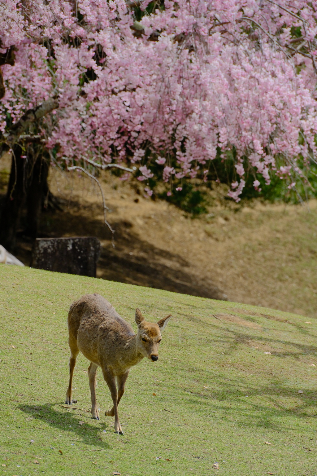 桜鹿