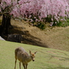 桜鹿