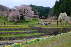 又兵衛桜(本郷の瀧桜)