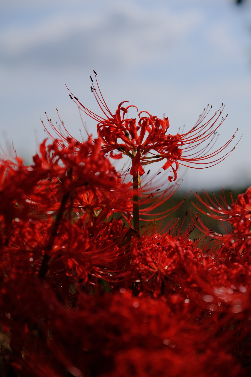 桂浜園地の彼岸花