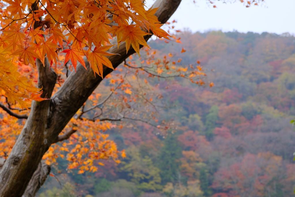 嵐山の紅葉