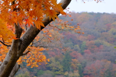 嵐山の紅葉