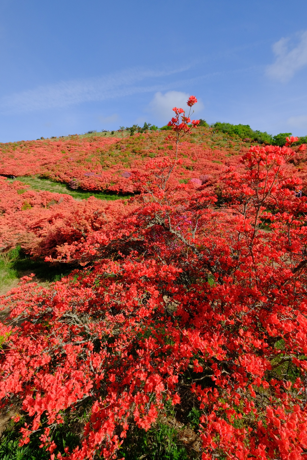 葛城山のつつじ