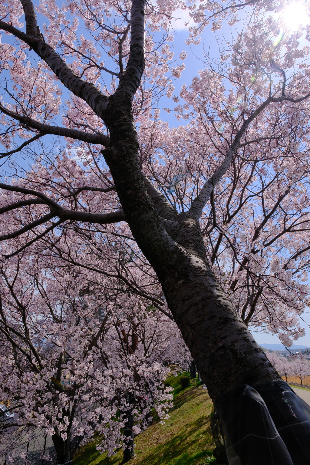 キラリン
