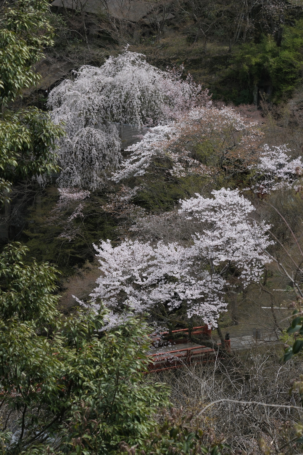 西明寺