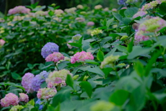 紫陽花