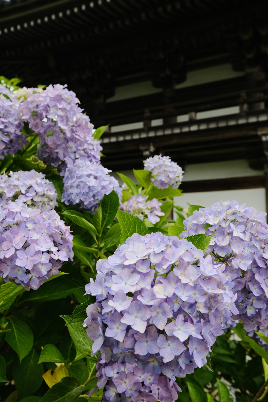 紫陽花