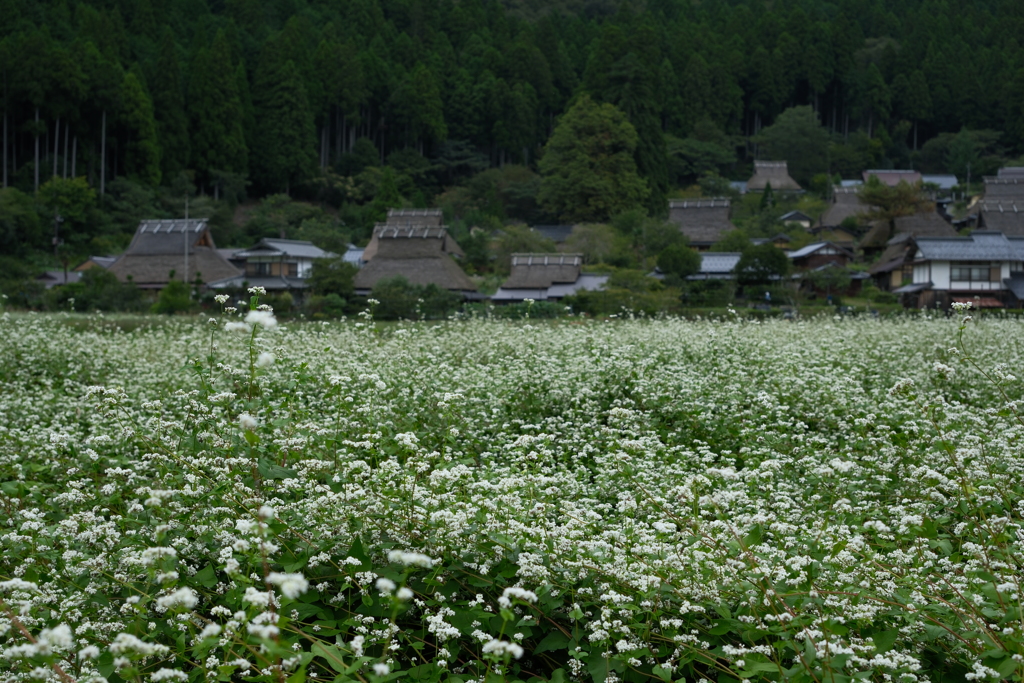 蕎麦の里