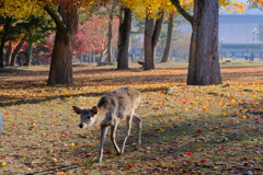 紅葉の奈良鹿