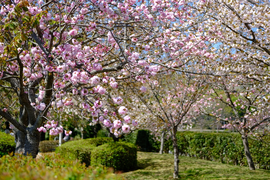 やなせ苑桜づつみの桜