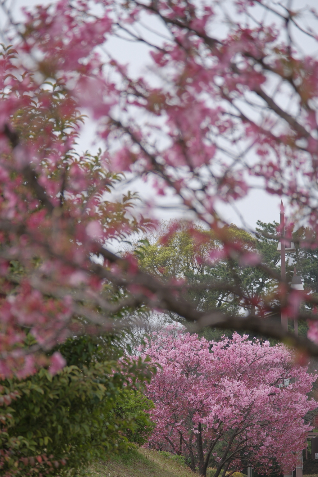 勝山公園の桜