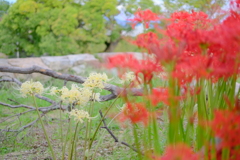 彼岸花