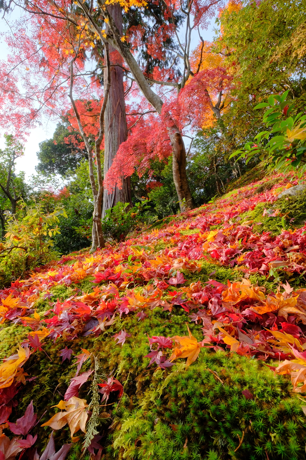 嵐山の紅葉