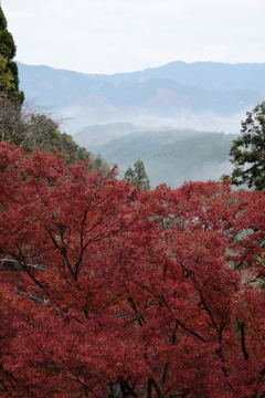 吉野の紅葉