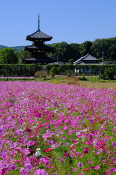 法起寺のコスモス