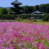 法起寺のコスモス