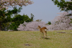 桜降る中