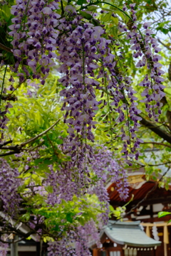 辛國神社の藤