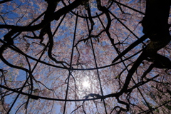 退蔵院の枝垂れ桜