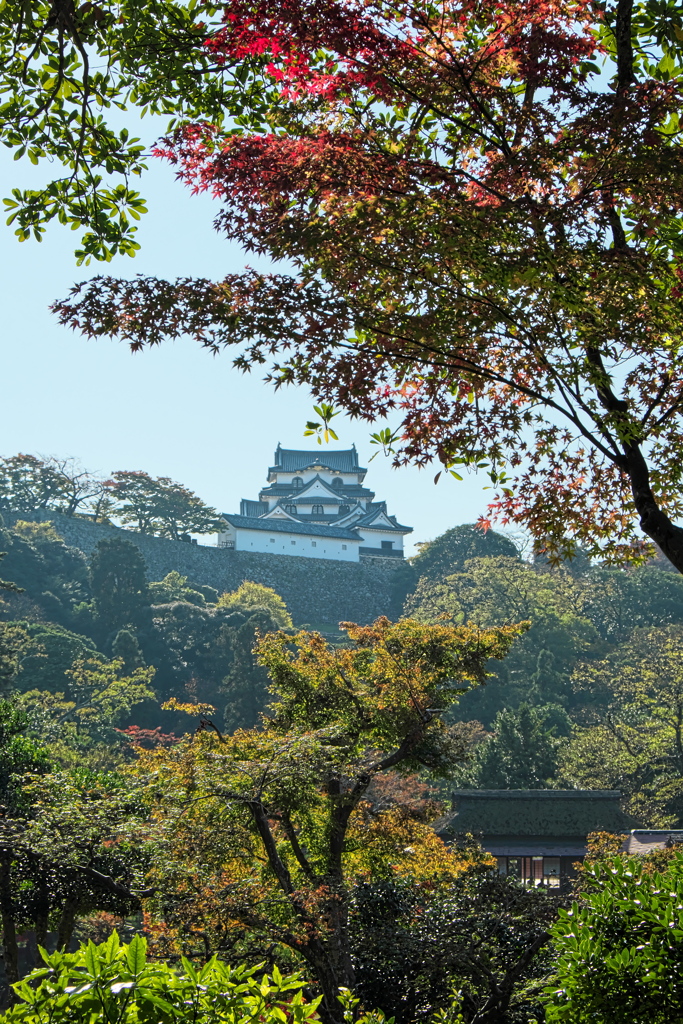 紅葉の彦根城