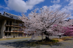 天理教教会本部の桜