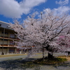 天理教教会本部の桜