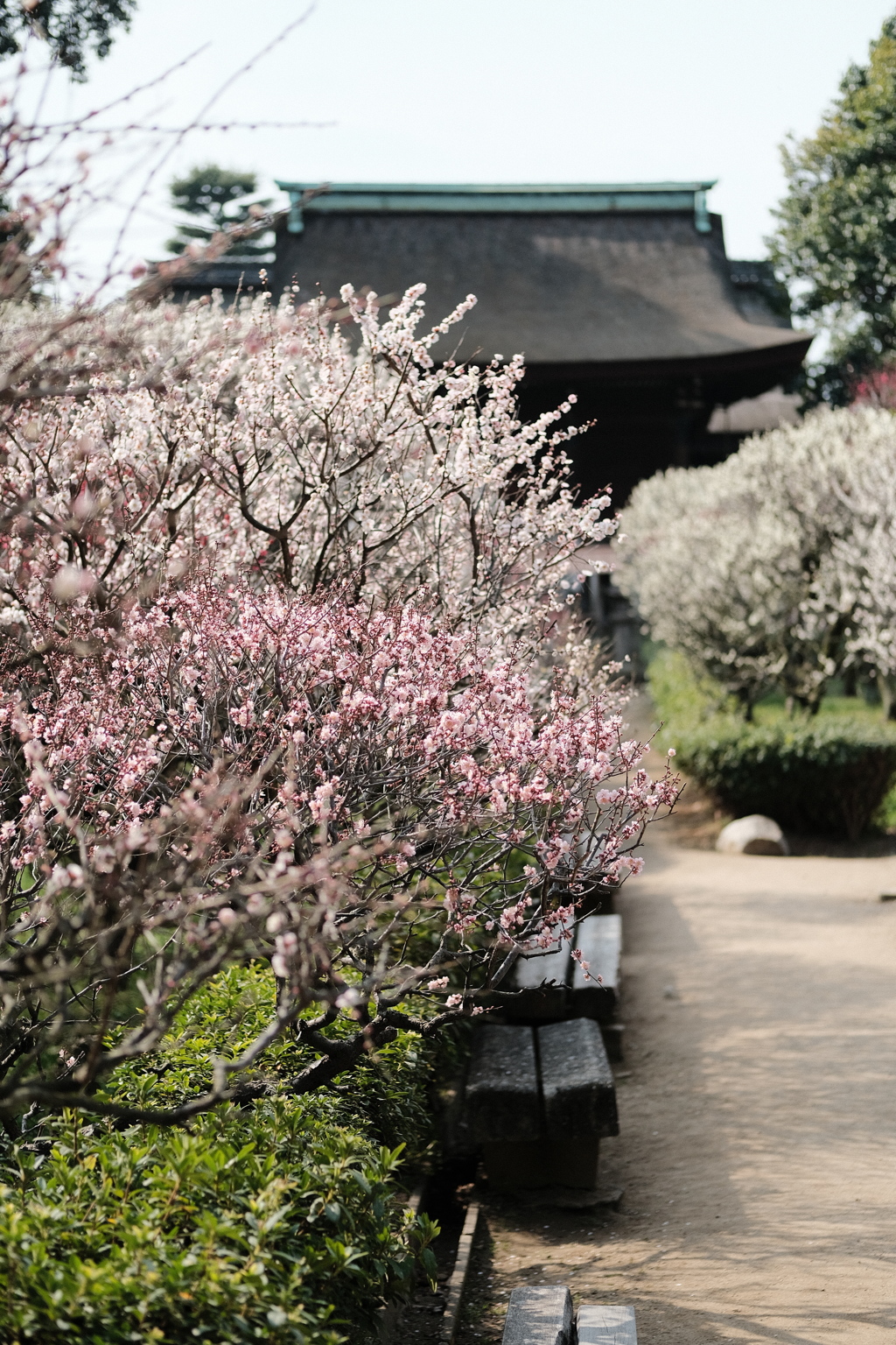 道明寺天満宮の梅林