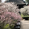 道明寺天満宮の梅林