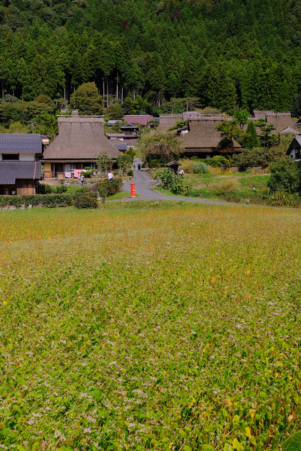 そばの花は終わってました