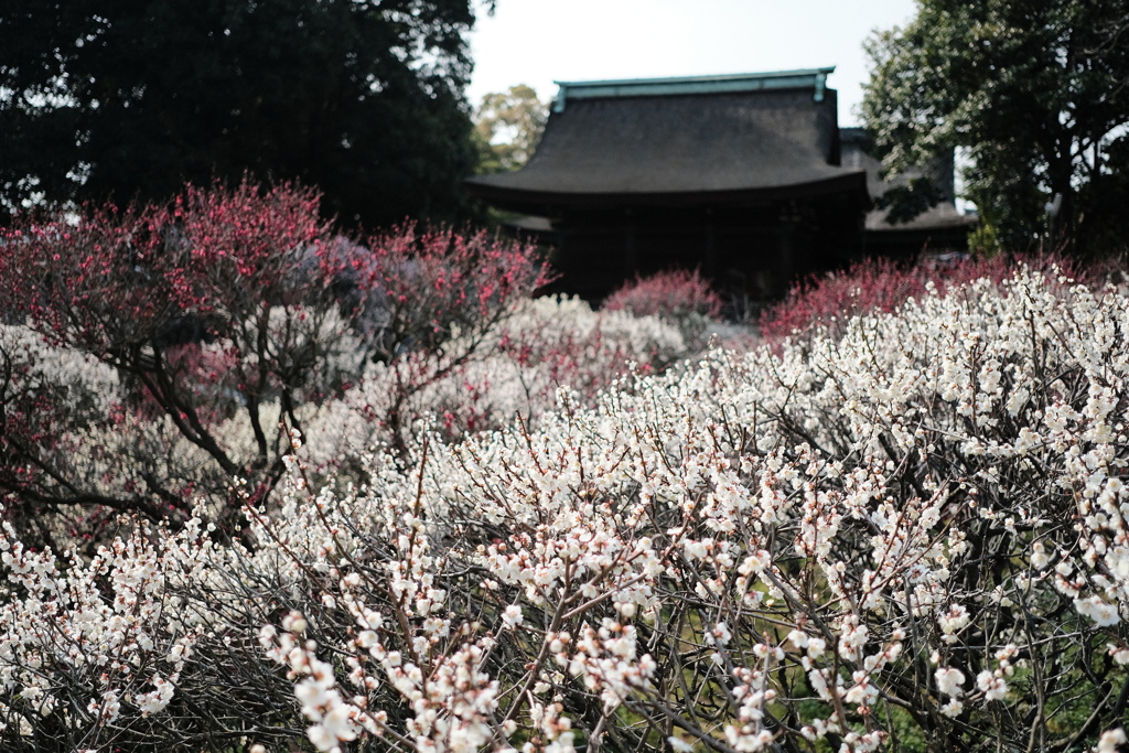 道明寺天満宮の梅林