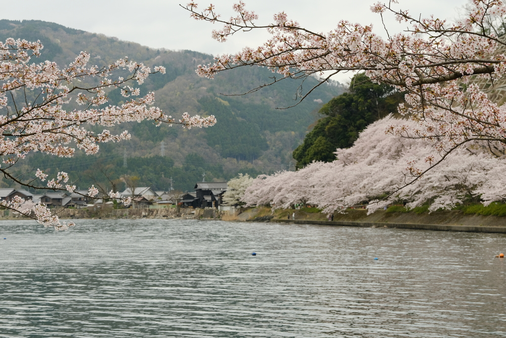 海津大崎の桜