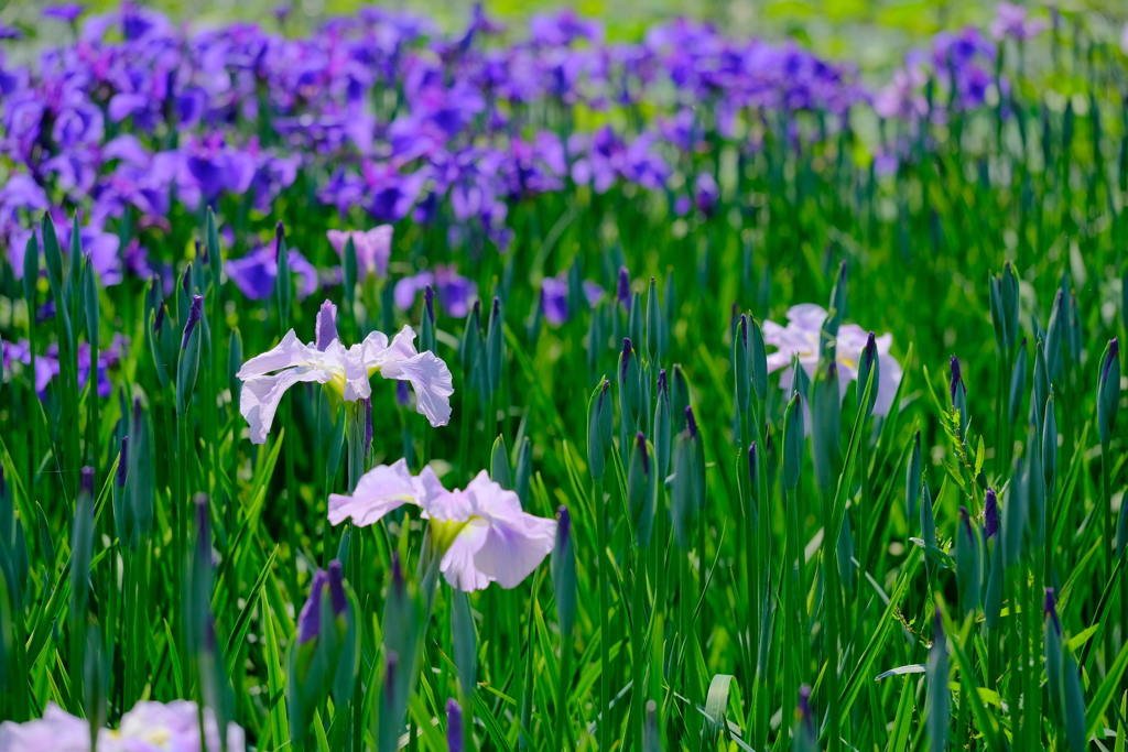 城北公園菖蒲園