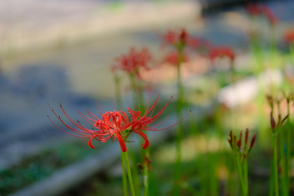 万博記念公園の彼岸花
