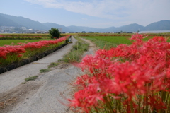 穴太寺の彼岸花