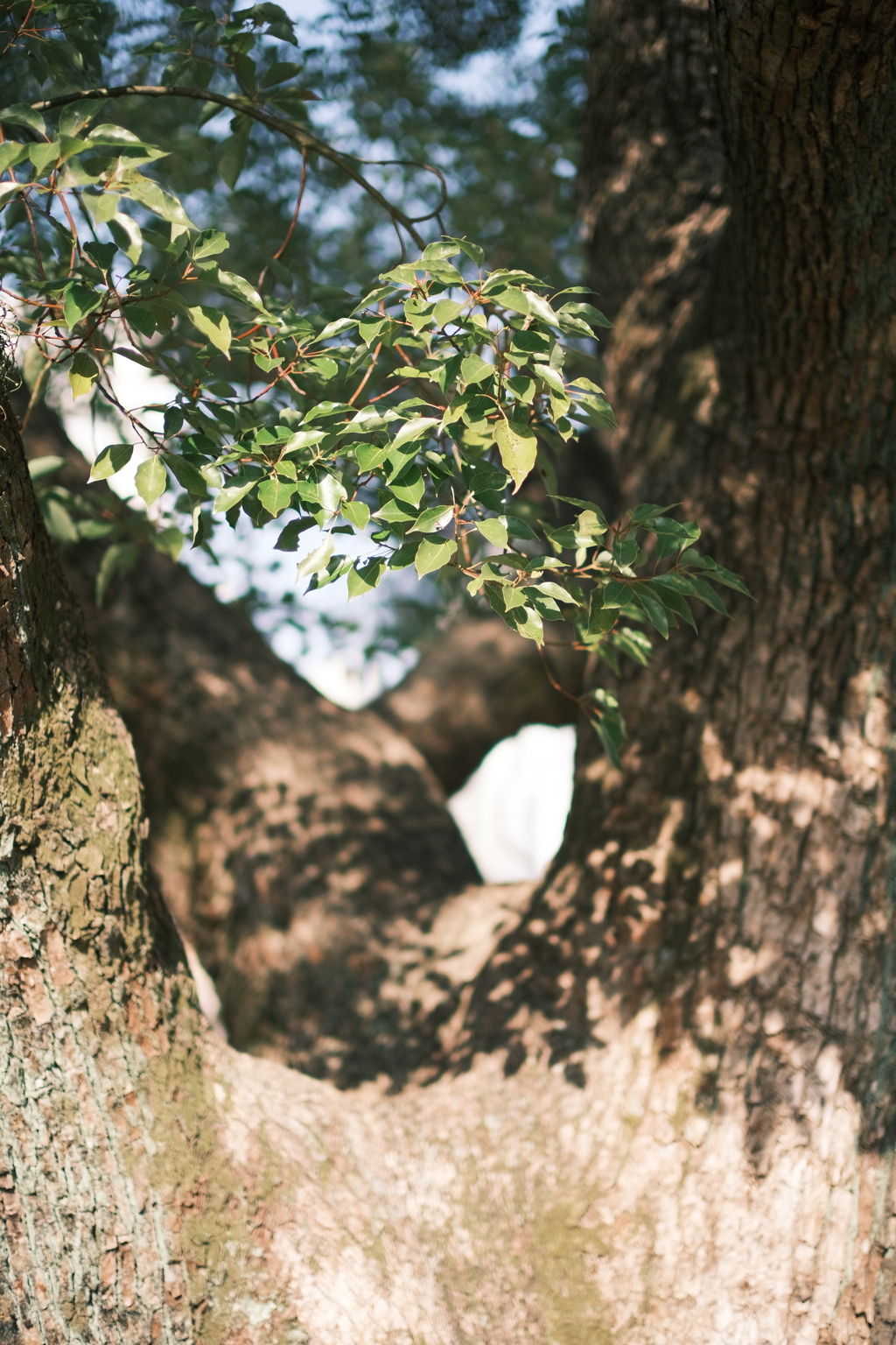 グリーンスナップ