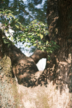 グリーンスナップ