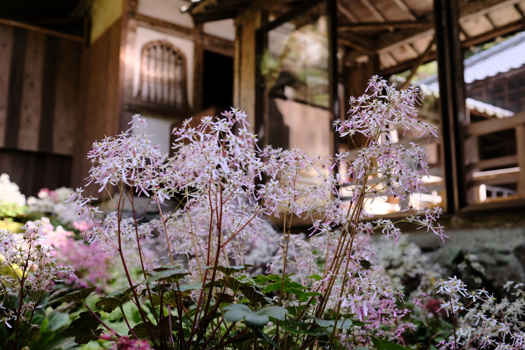 古知谷阿弥陀寺の大文字草