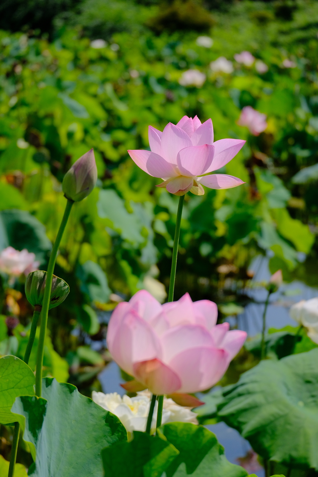 Lotus