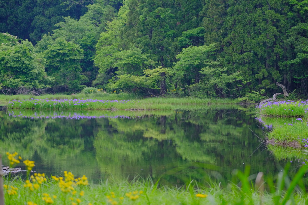 平池のカキツバタ