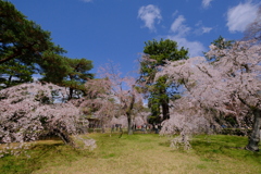 3本桜