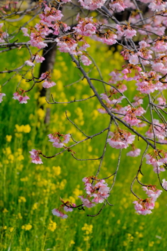 河津桜