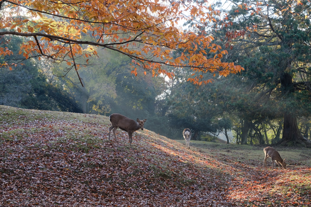 早朝の奈良鹿